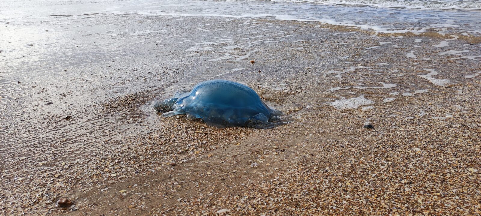 Rhizostoma octopus