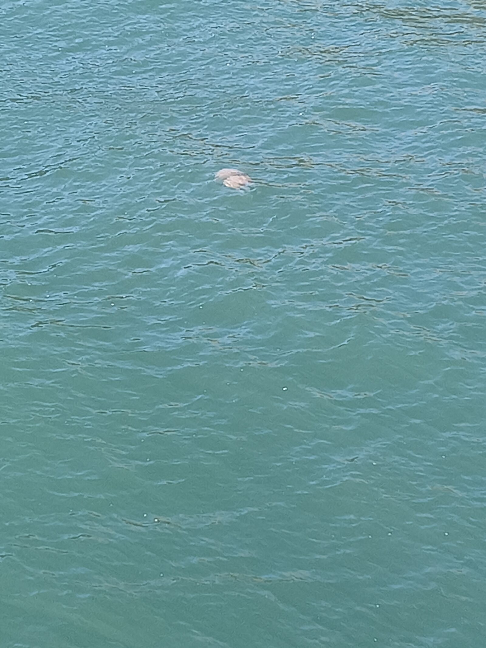 Rhizostoma octopus