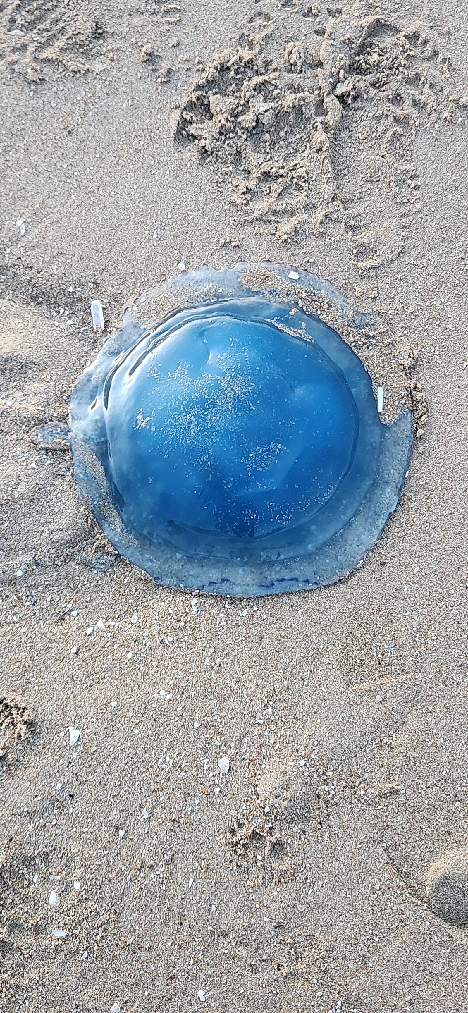 Rhizostoma octopus