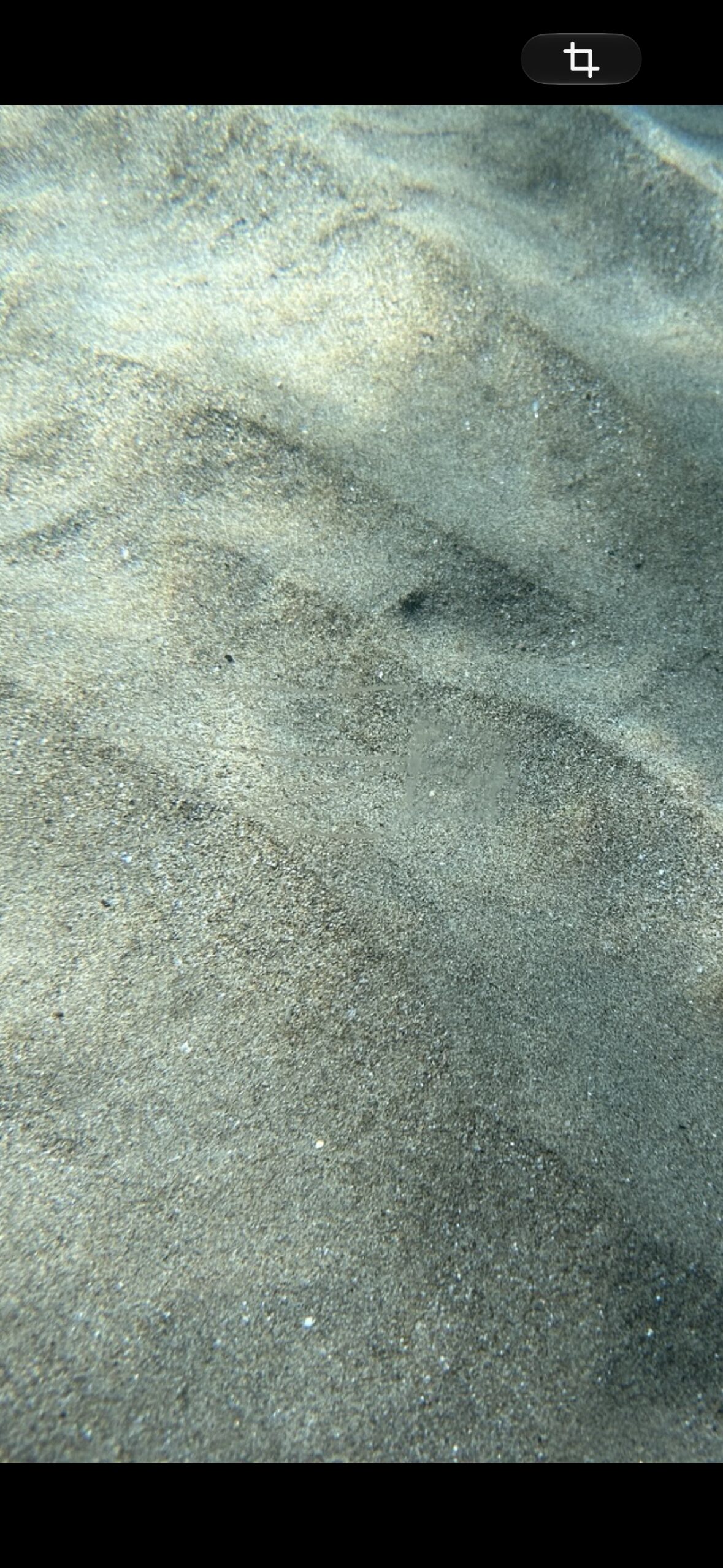 Carybdea marsupialis