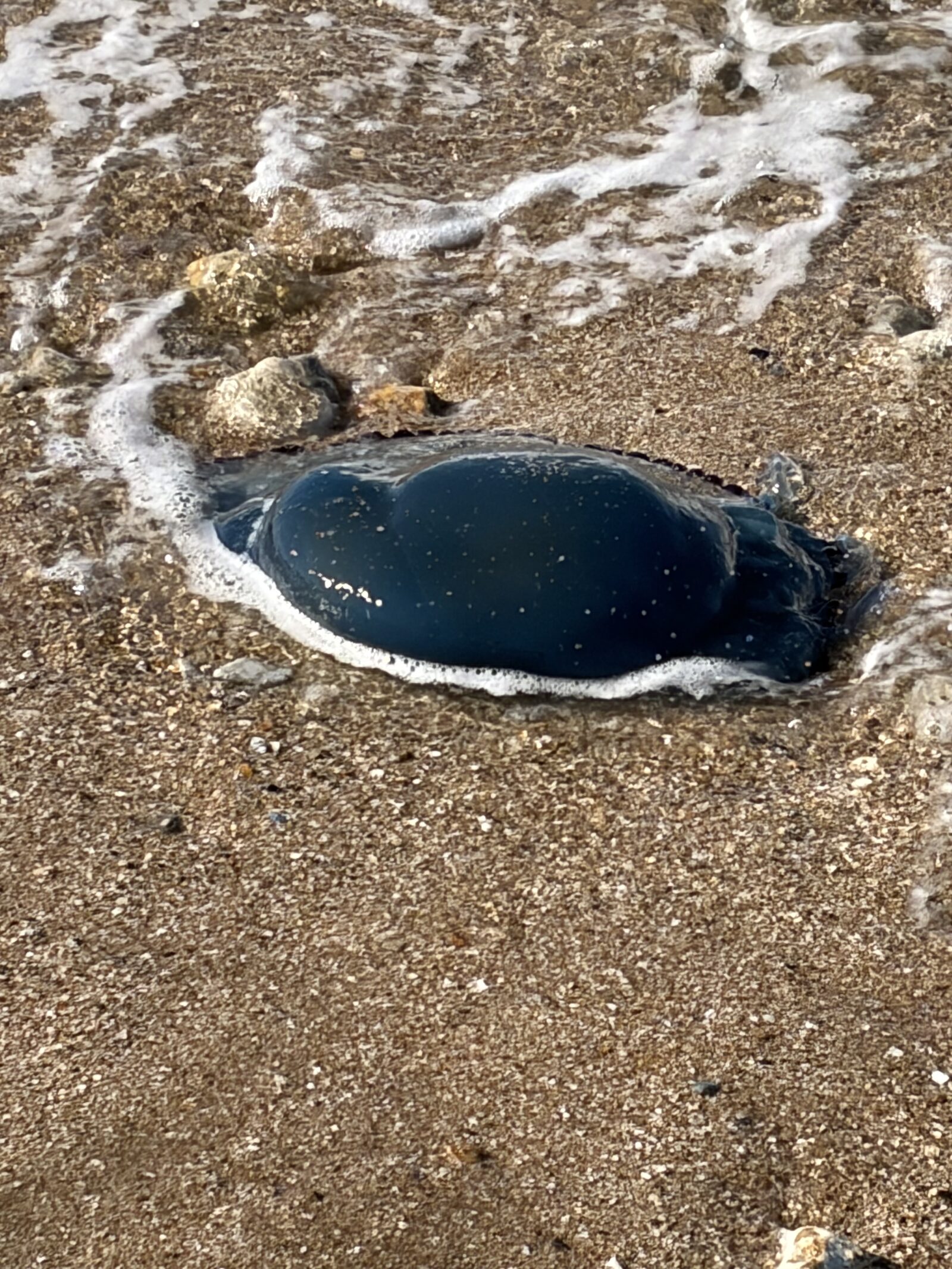 Rhizostoma octopus