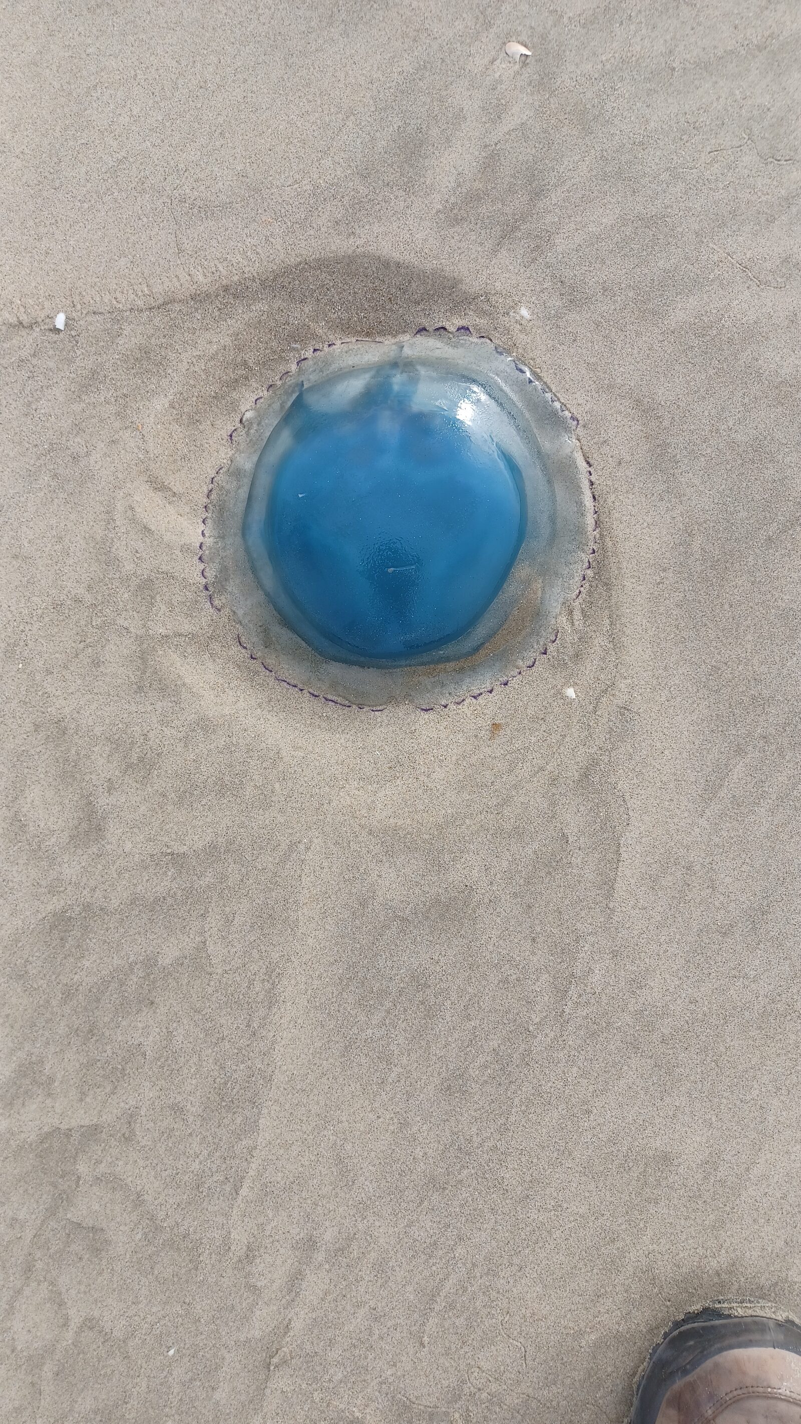 Rhizostoma octopus