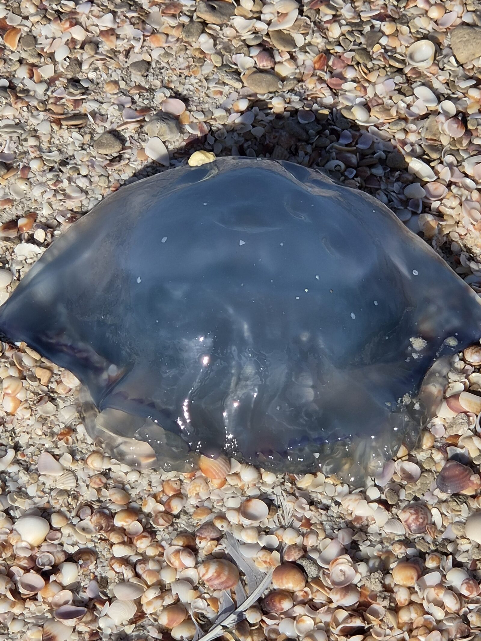 Rhizostoma octopus