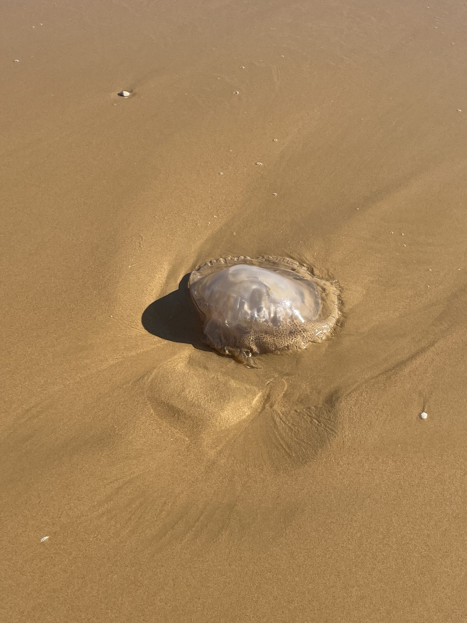 Rhizostoma octopus