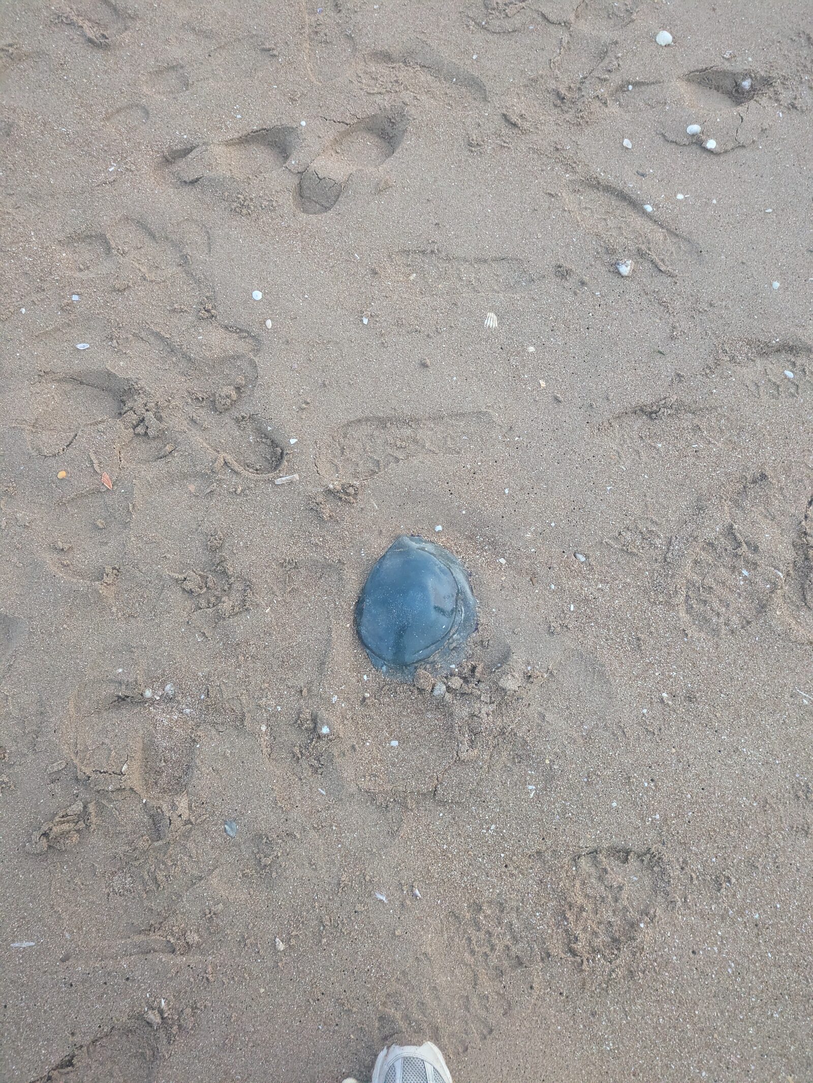 Rhizostoma octopus