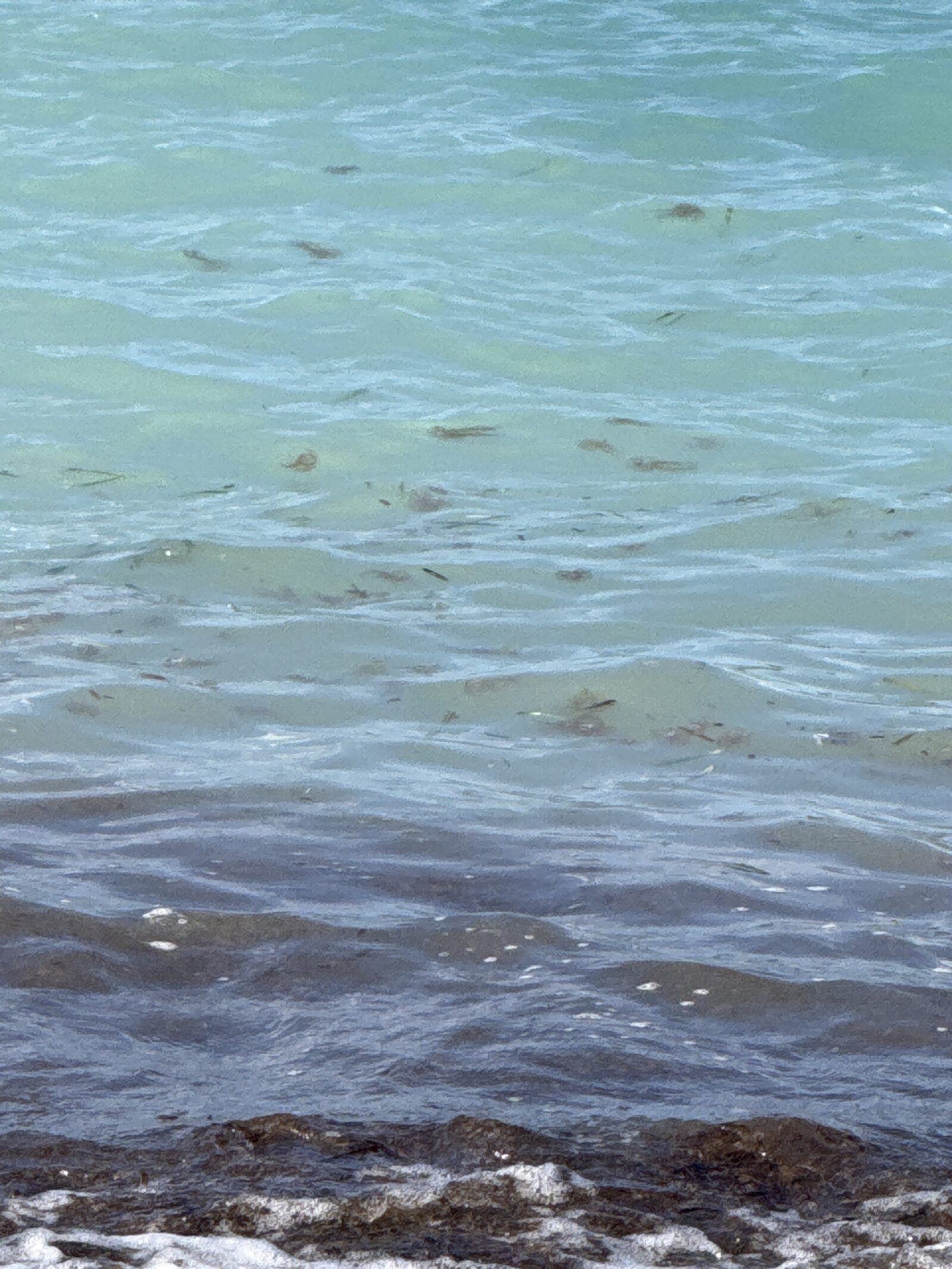 Pelagia Noctiluca