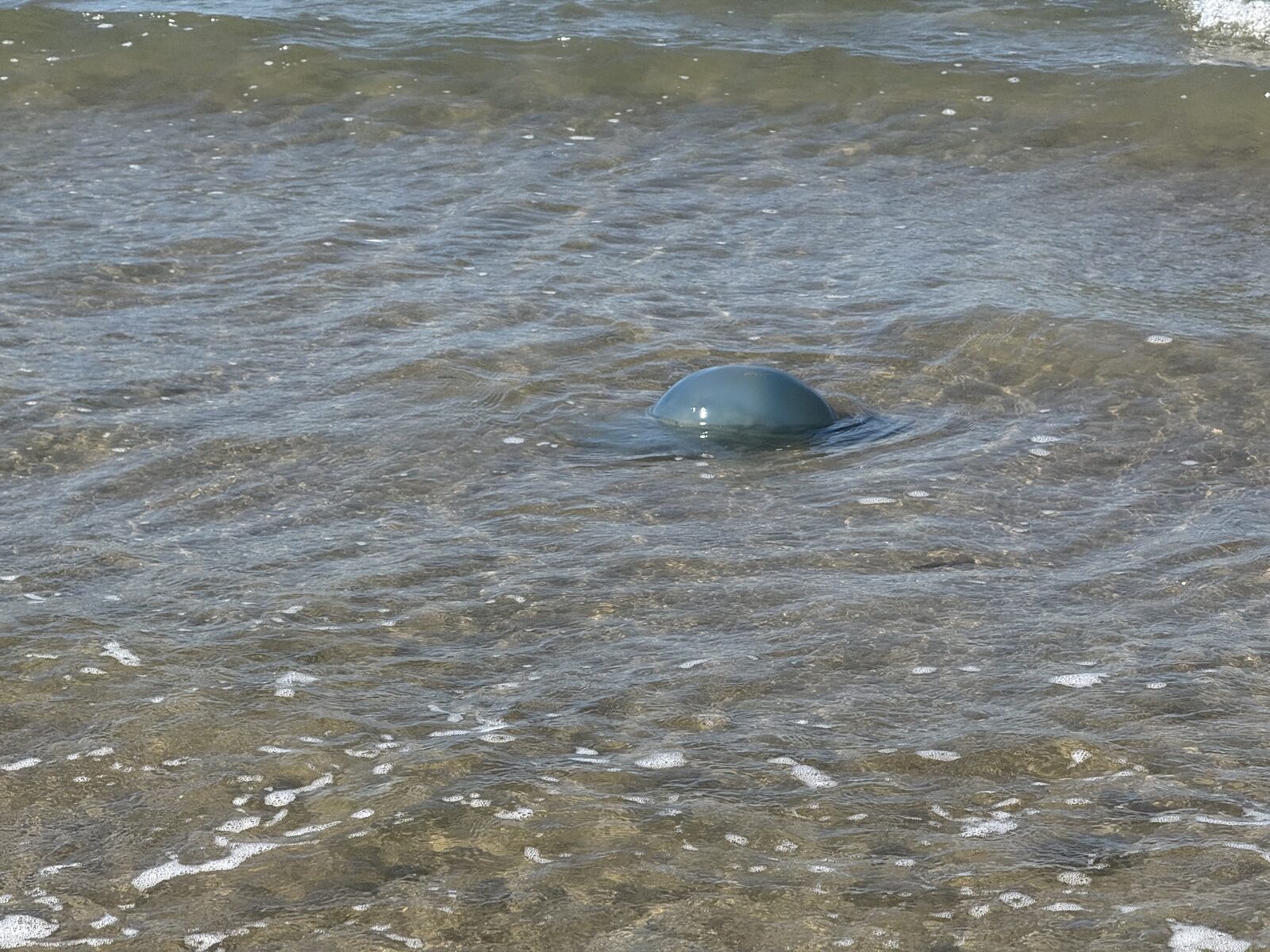 Rhizostoma octopus