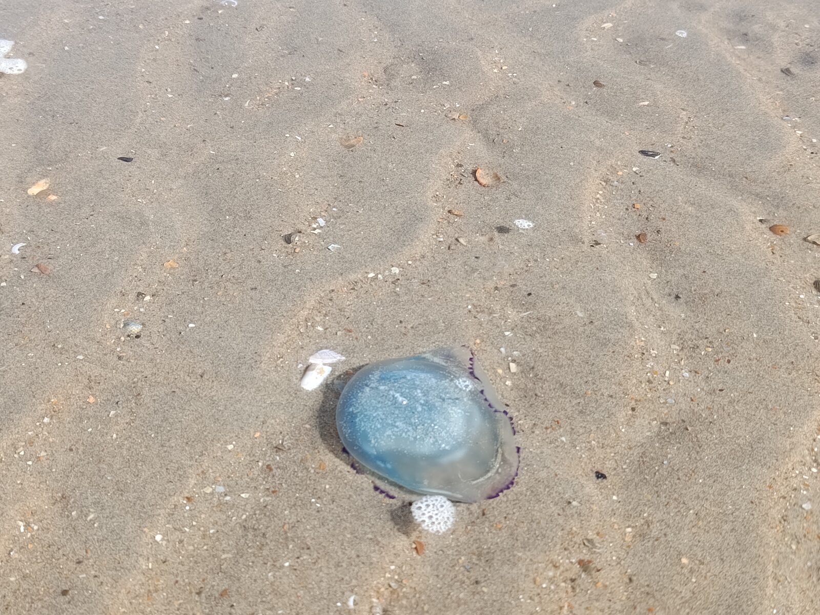 Rhizostoma octopus