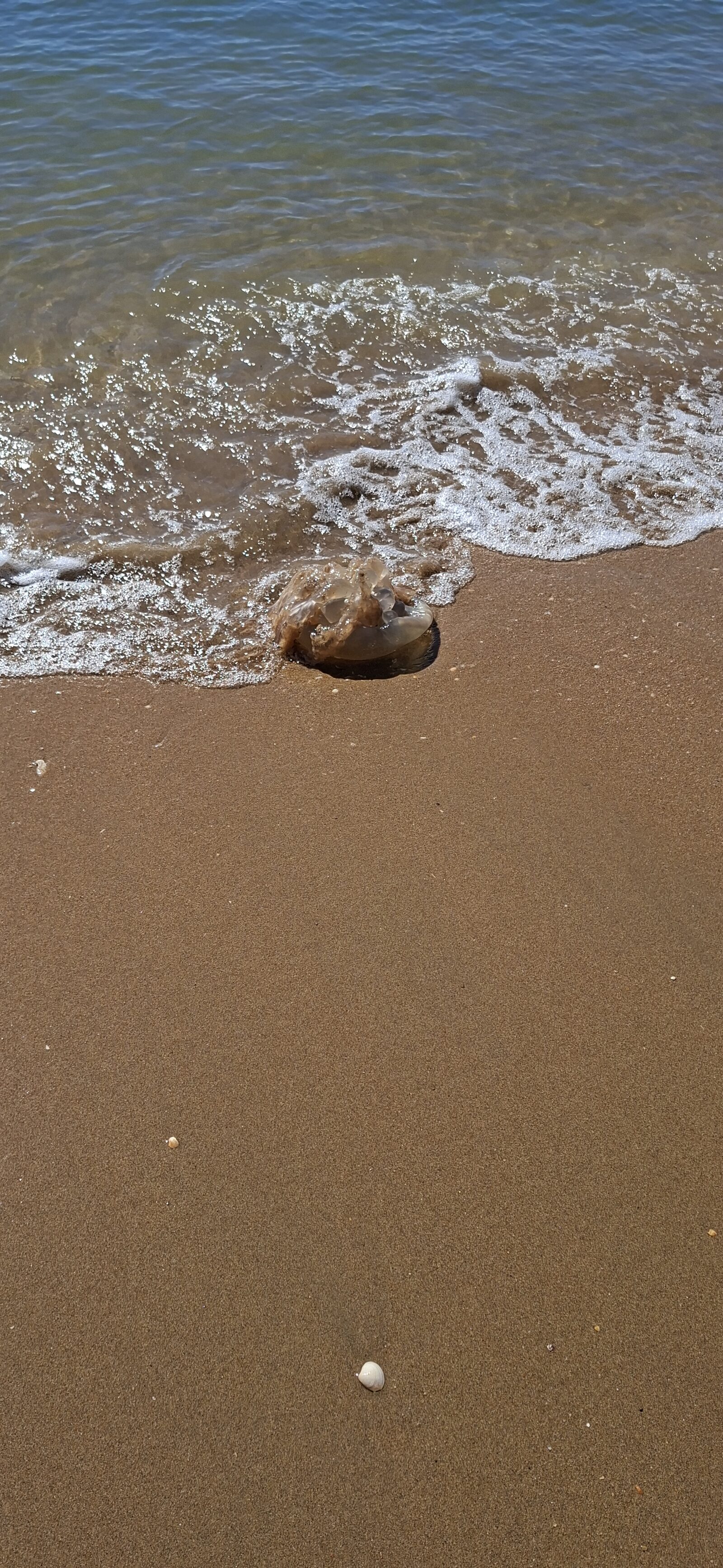 Rhizostoma octopus