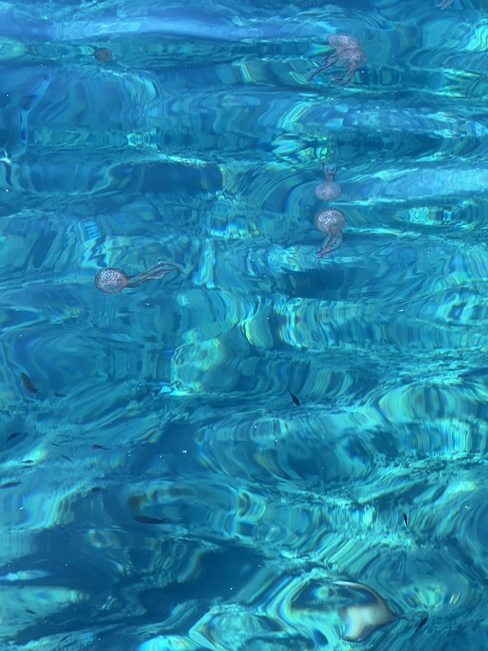Pelagia Noctiluca