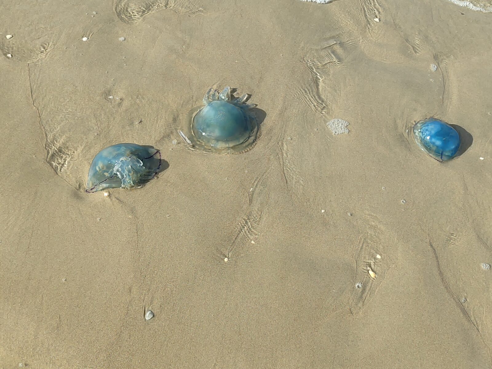 Rhizostoma octopus