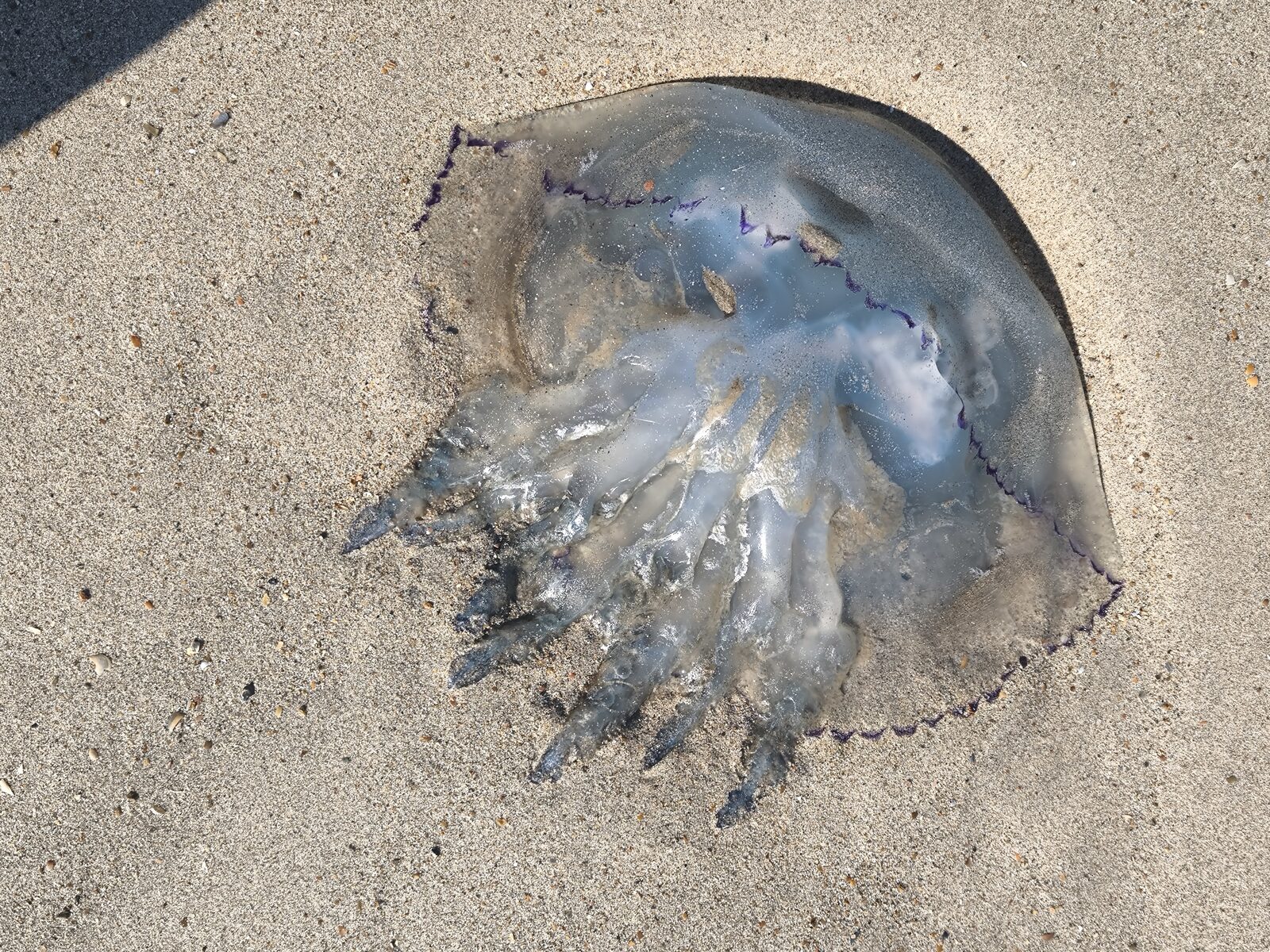 Rhizostoma octopus