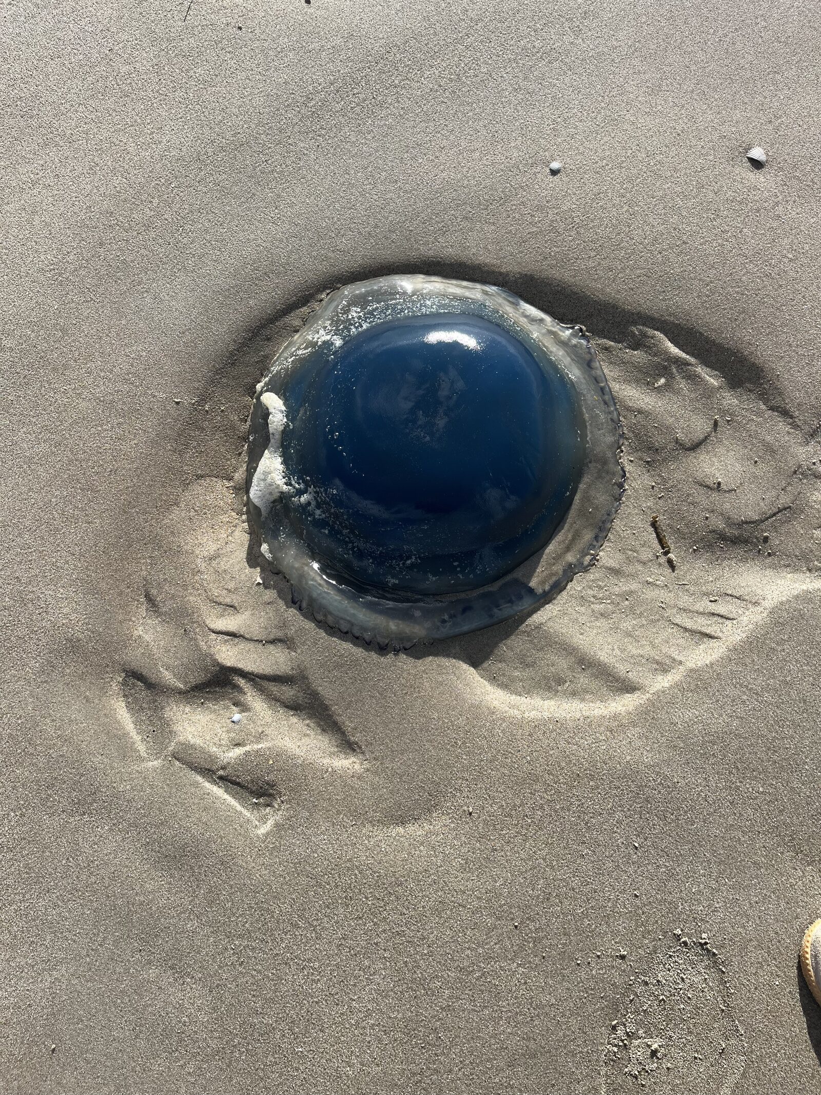 Rhizostoma octopus