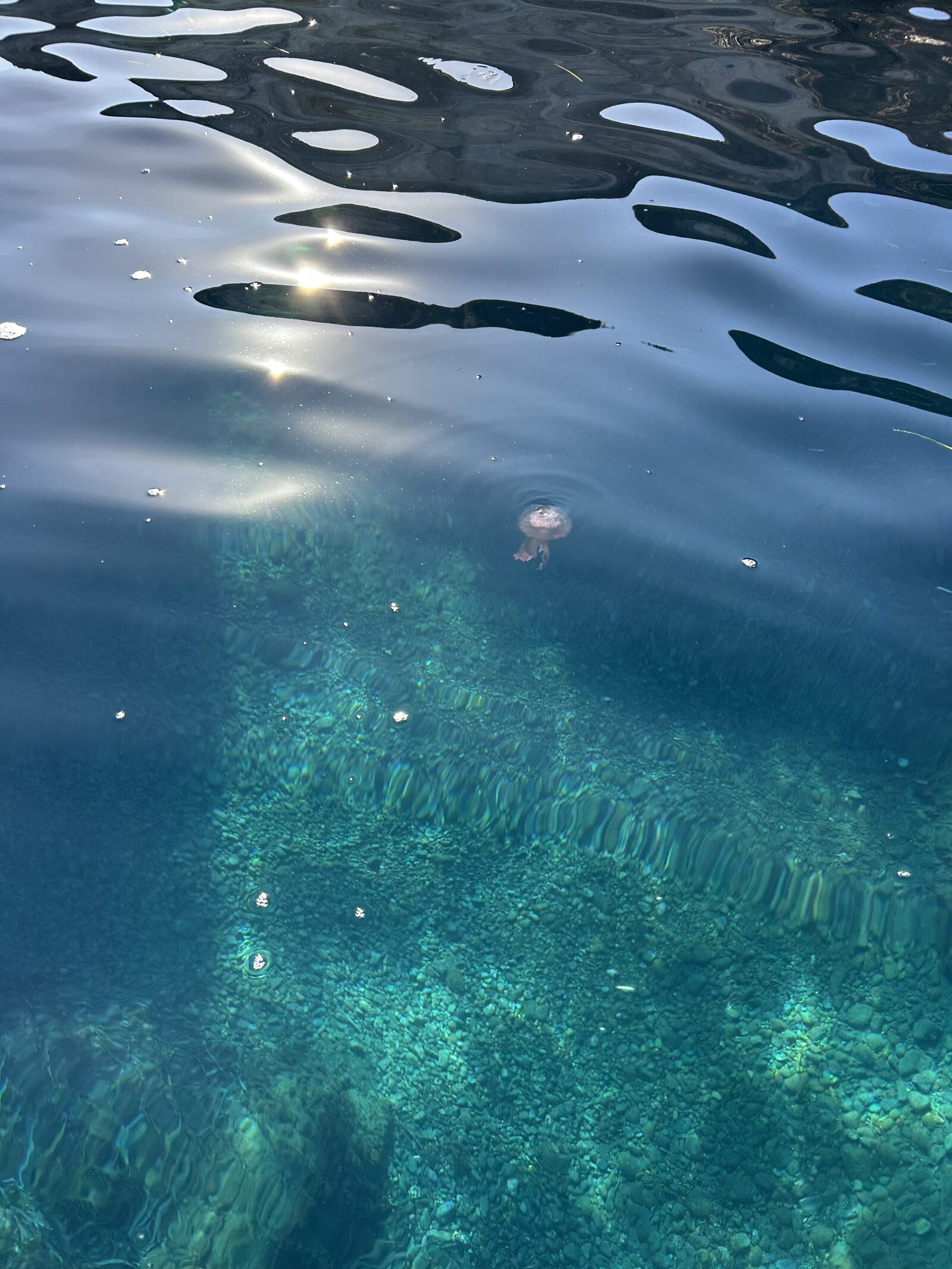 Pelagia Noctiluca