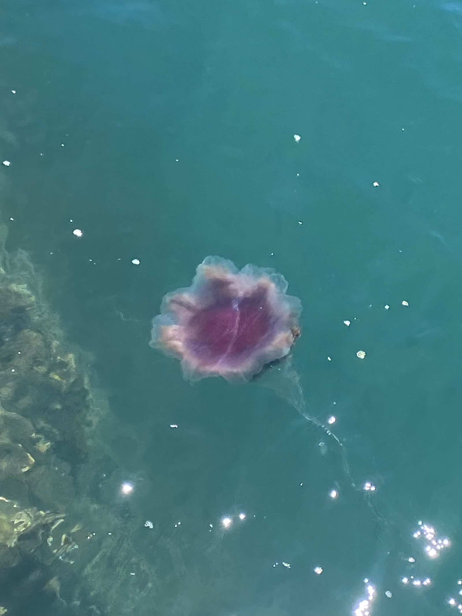 Cyanea capillata