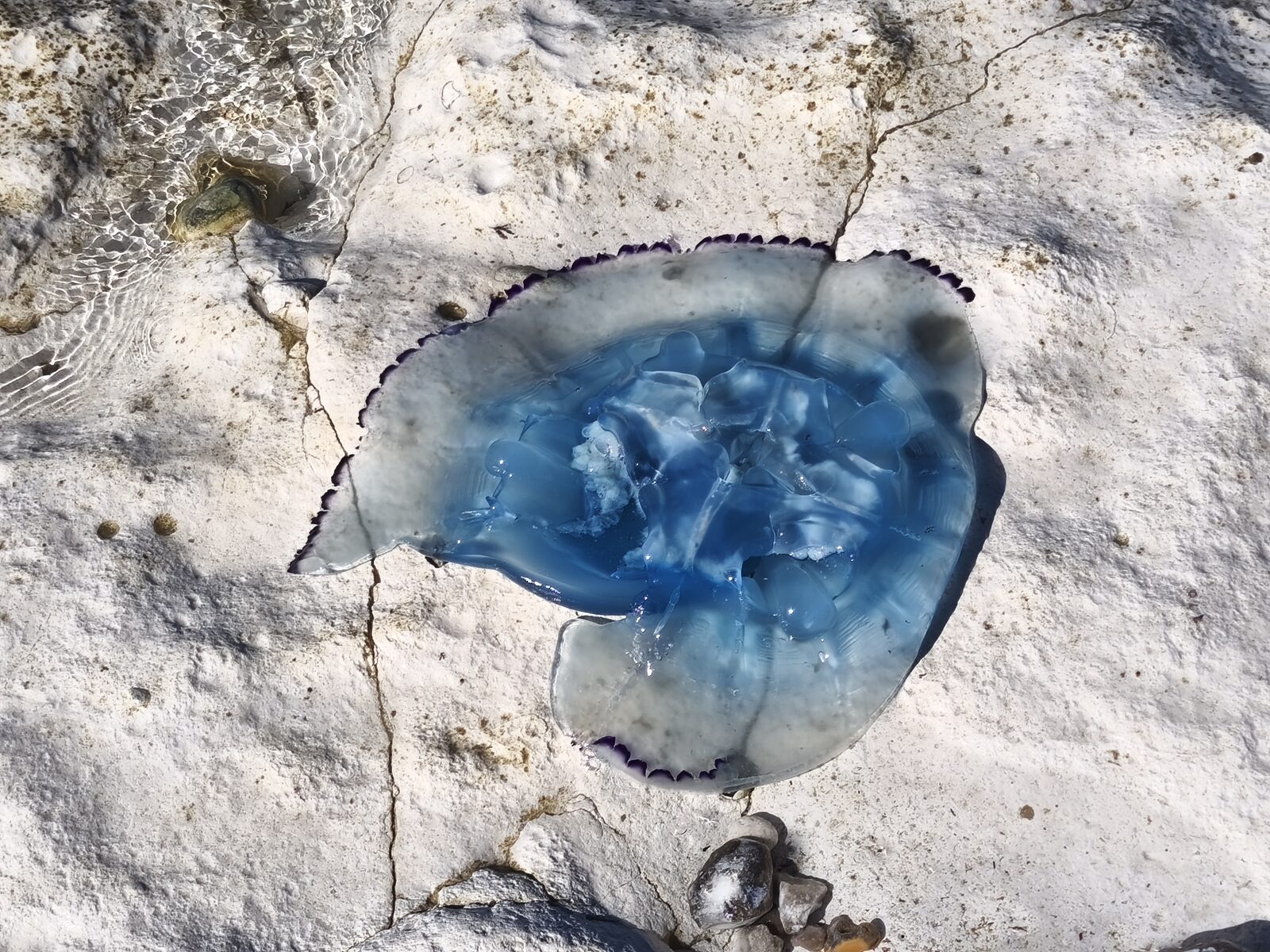 Rhizostoma octopus