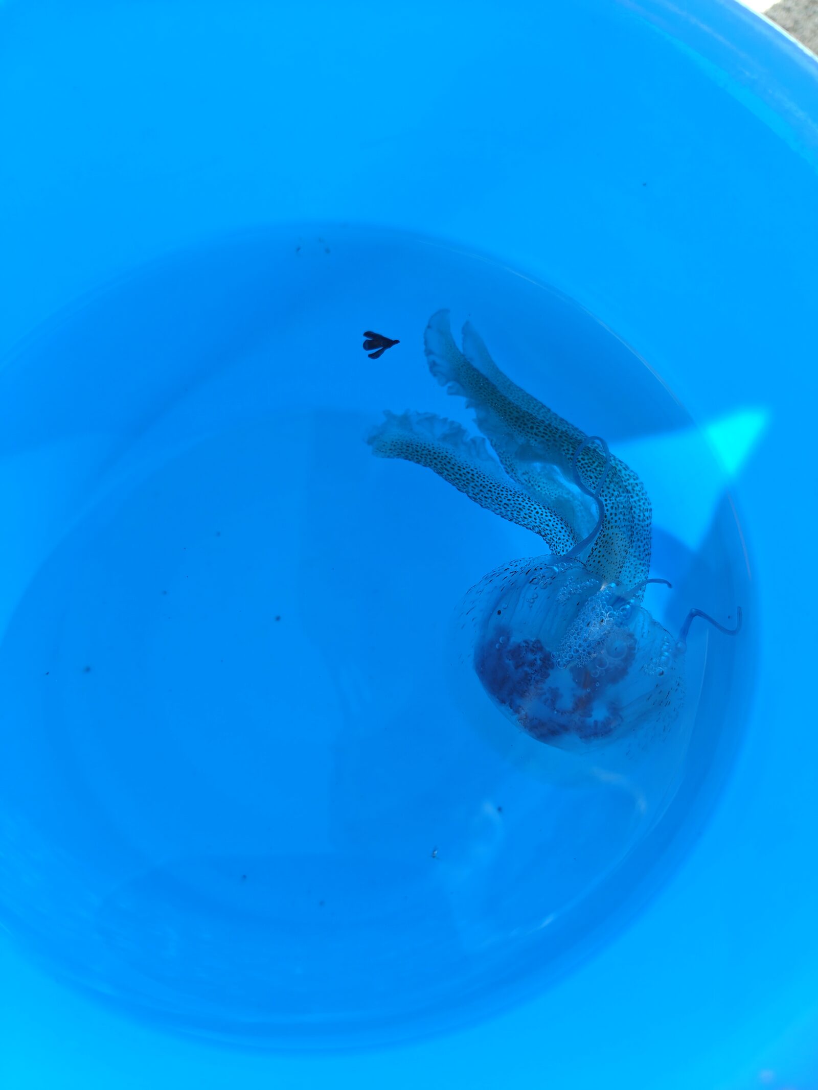 Pelagia Noctiluca